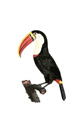 Vintage Toucan Bird