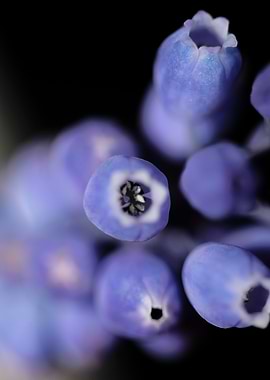 Muscari neglectum close up