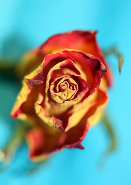 Rosa flower rosaceae macro