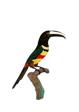 Black Necked Aracari Bird