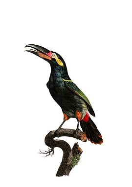 Black Necked Aracari Bird