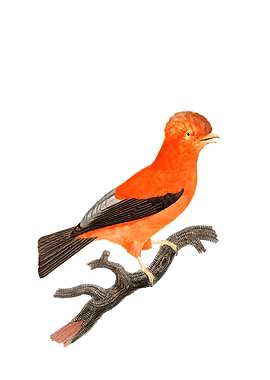 Andean Cock Of The Rock