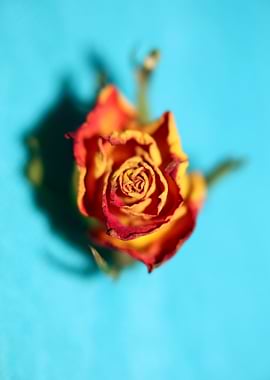 Rosa flower blossom macro