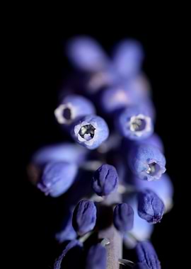 Muscari neglectum close up