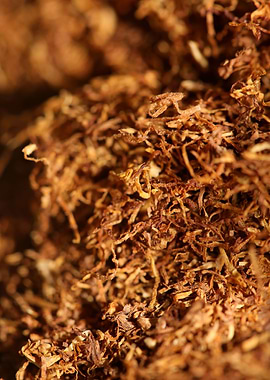Rolling tobacco leaves