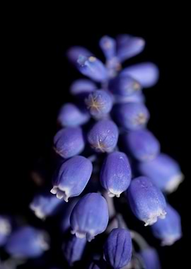 Muscari neglectum close up