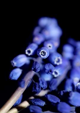 Muscari neglectum close up