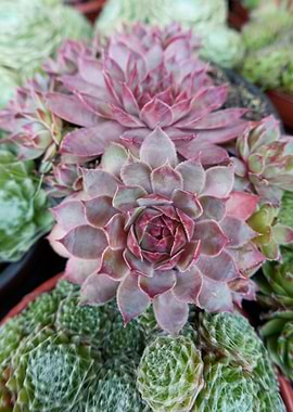 succulent plant
