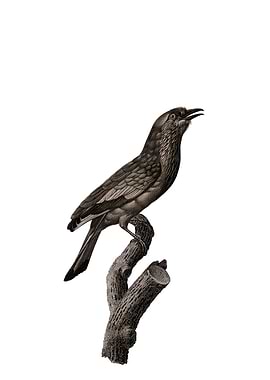 Roller Of Maluku Island