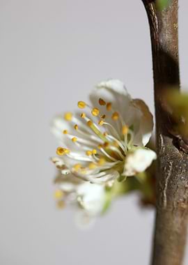 Prunus avium flower macro