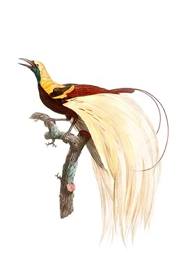 Emperor Bird Of Paradise
