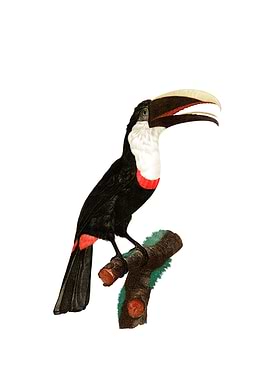Vintage Toco Toucan Bird