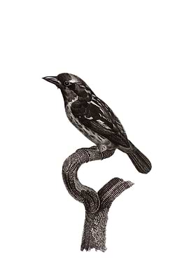 Bearded Tachuri Bird