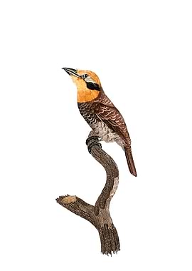 Russet Throated Puffbird