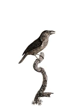 Yellow Fronted Barbet Bird