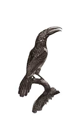 Green Aracari Toucan Bird