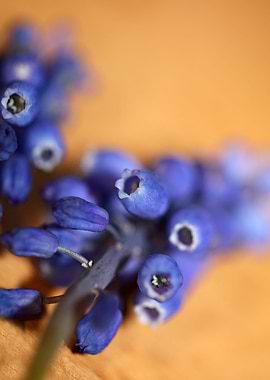 Muscari neglectum close up