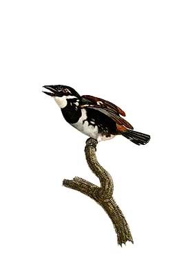 Little Tamatia Puffbird