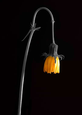 Flower Flowers Dead Sad