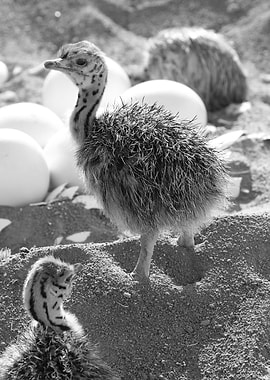 Baby Ostrich 1261