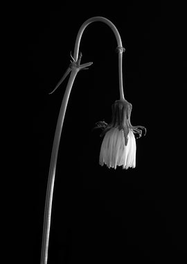 Flower Flowers Dead Sad