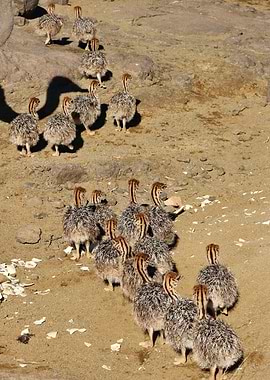 Ostrich Babies on the go