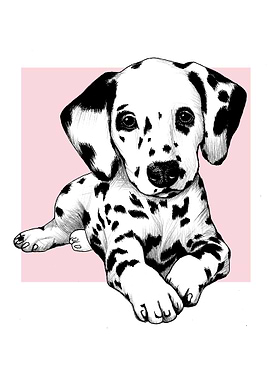 Dalmatian puppy
