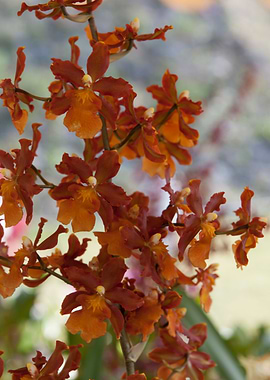 orchid in the garden