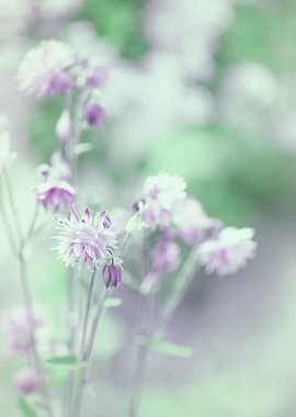 Purple and white flowers
