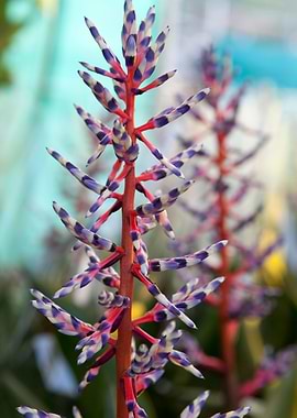 flower in the garden