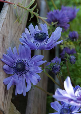 flower in the garden