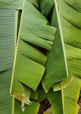 green tree hofer sun