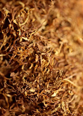 Rolling tobacco leaves