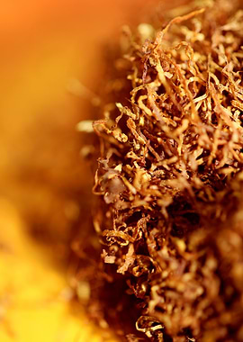 Rolling tobacco leaves