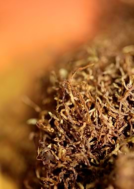Rolling tobacco leaves