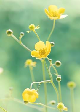Yellow green flower,macro