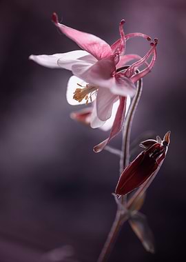 Spring pink macro flowers