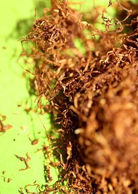 Rolling tobacco leaves