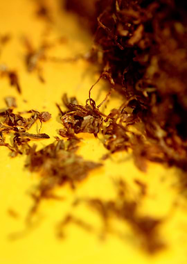 Rolling tobacco leaves