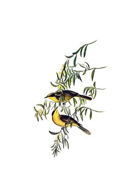 Yellow Tufted Honeyeater