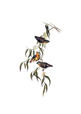 Spotted Pardalote Bird