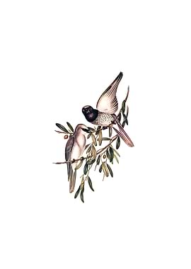 Varied Graucalus Bird