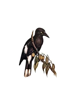 Hill Crow Shrike Bird