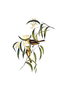 White Plumed Honeyeater