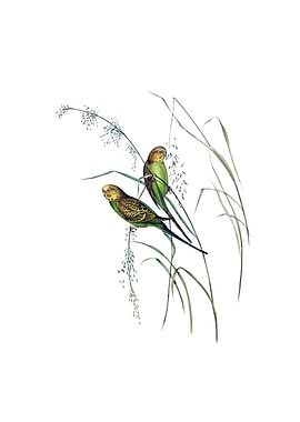 Warbling Grass Parakeet