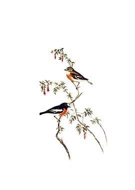 Scarlet Breasted Robin