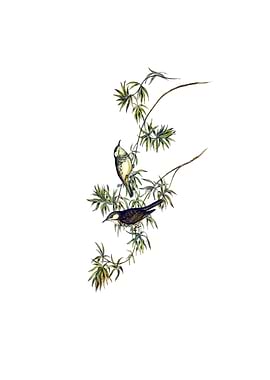 Fasciated Honeyeater Bird