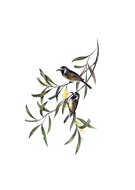 White Fronted Honeyeater