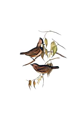 Crested Oreoica Bird