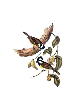 White Shrike Tit Bird